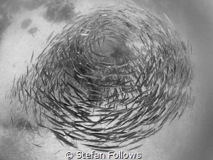 "A fish may love a bird, but where would they live?" Drew... by Stefan Follows 